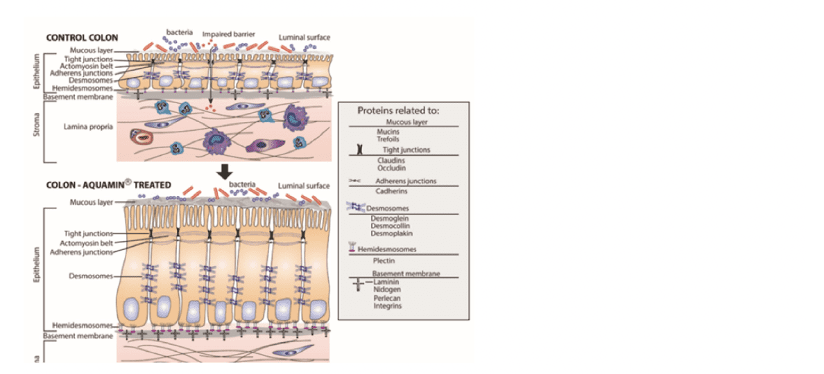 Aquamin A PlantBased Solution for Enhanced Gut Health Aquamin